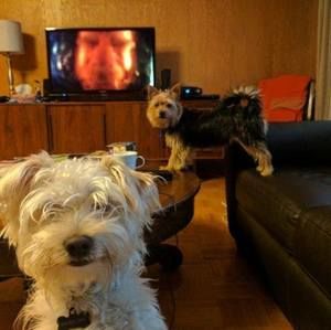 Meet your Posher, Erin